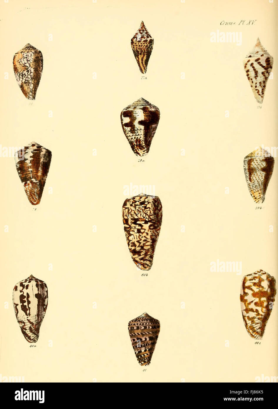 Conchologia iconica, or, Illustrations of the shells of molluscous animals (Conus, Plate 15) Stock Photo
