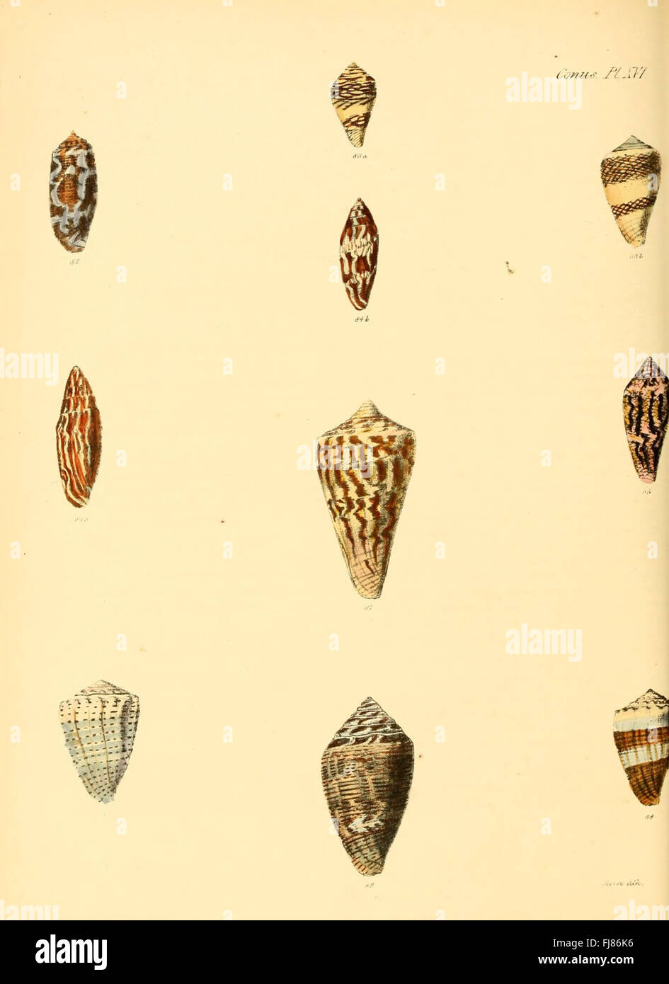 Conchologia iconica, or, Illustrations of the shells of molluscous animals (Conus, Plate 16) Stock Photo