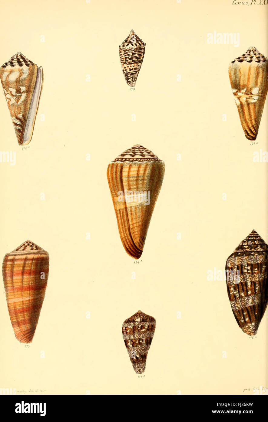 Conchologia iconica, or, Illustrations of the shells of molluscous animals (Conus, Plate 31) Stock Photo