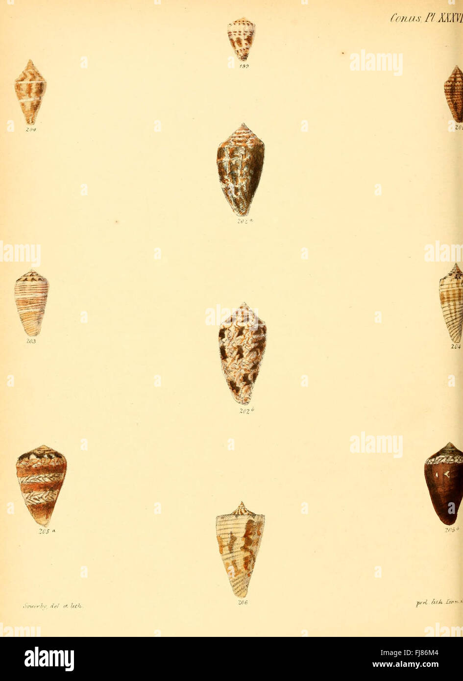 Conchologia iconica, or, Illustrations of the shells of molluscous animals (Conus, Plate 37) Stock Photo