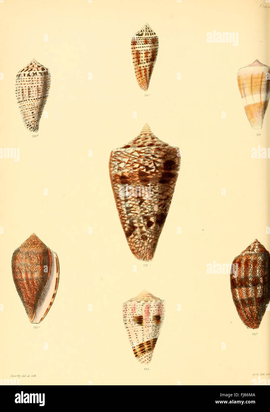 Conchologia iconica, or, Illustrations of the shells of molluscous animals (Conus, Plate 41) Stock Photo