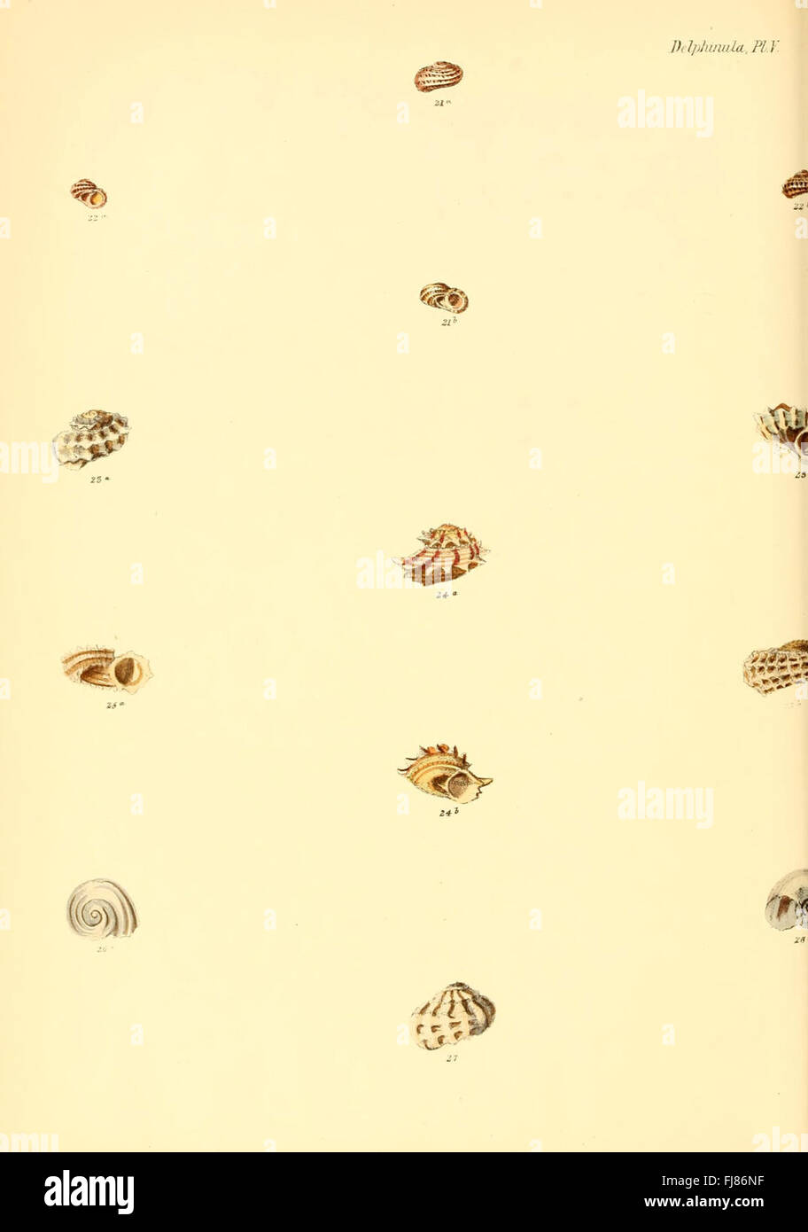 Conchologia Iconica, mollusks, shell illustrations, Smithsonian ...