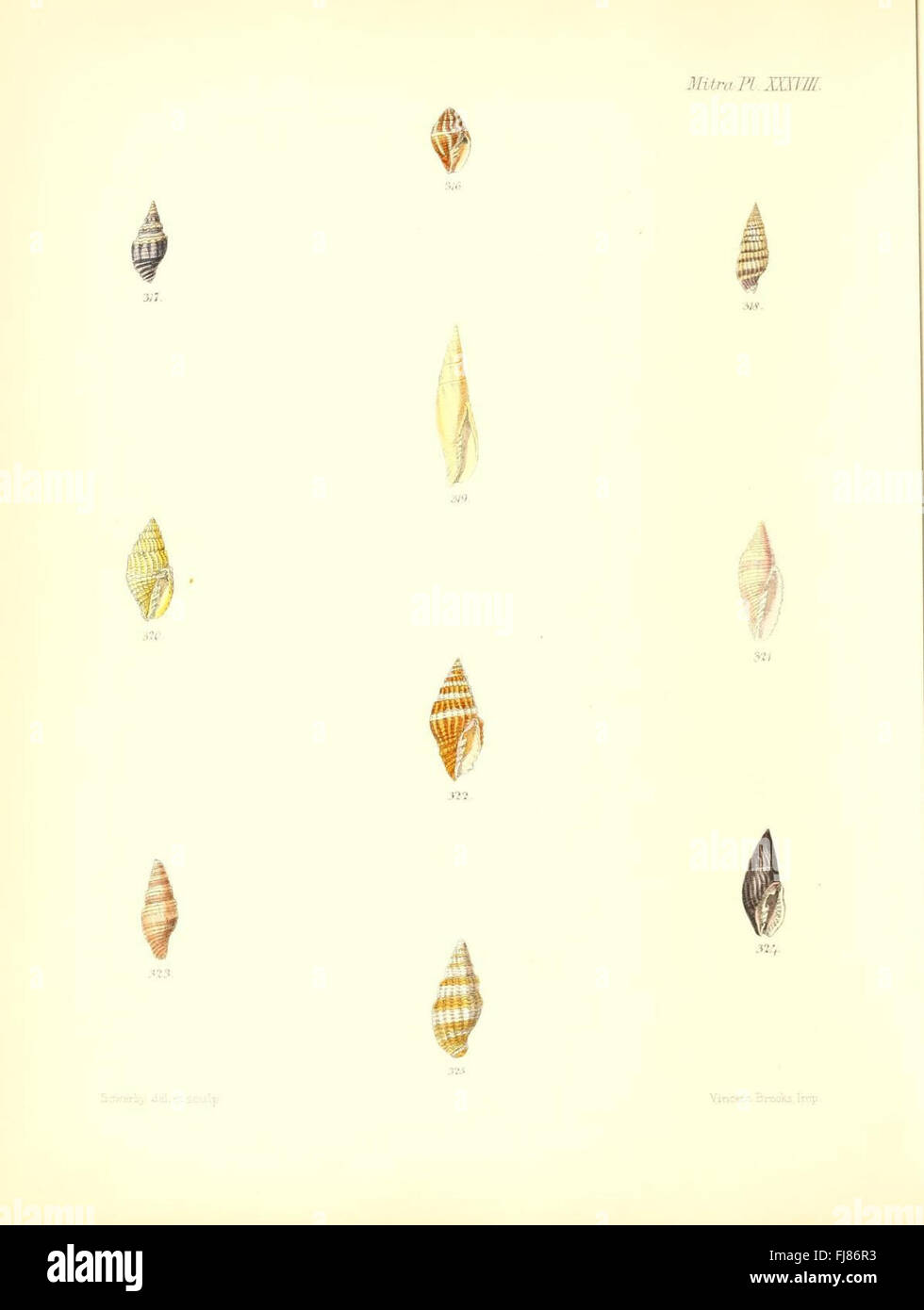 An illustration of mollusk shells, specifically the species Mitra ...