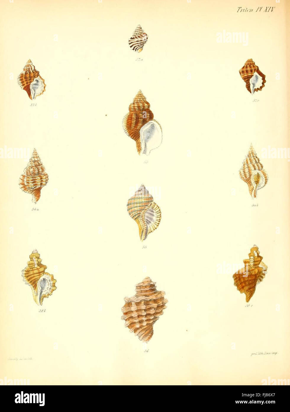 Trtion Shells An illustrated work on the shells of mollusks, focusing on the Triton ...