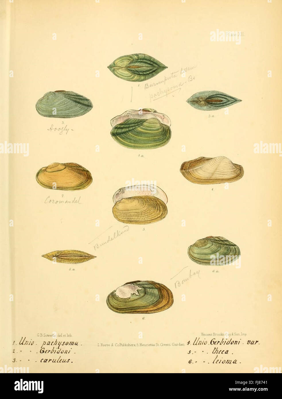 An illustration from 'Conchologia Indica,' showcasing mollusks and ...