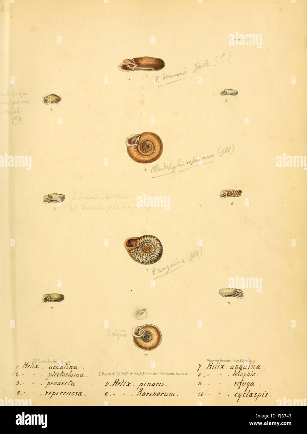Illustrated study on Indian mollusks and shells, documenting species ...