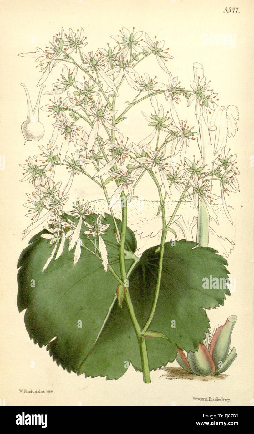 An iconic botanical illustration series from 'Curtis's Botanical ...