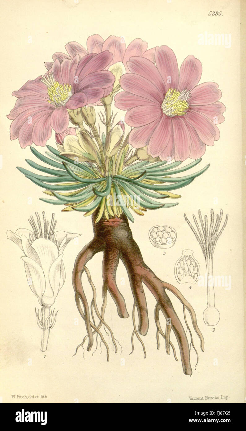 A well-known botanical periodical that features plant species through ...
