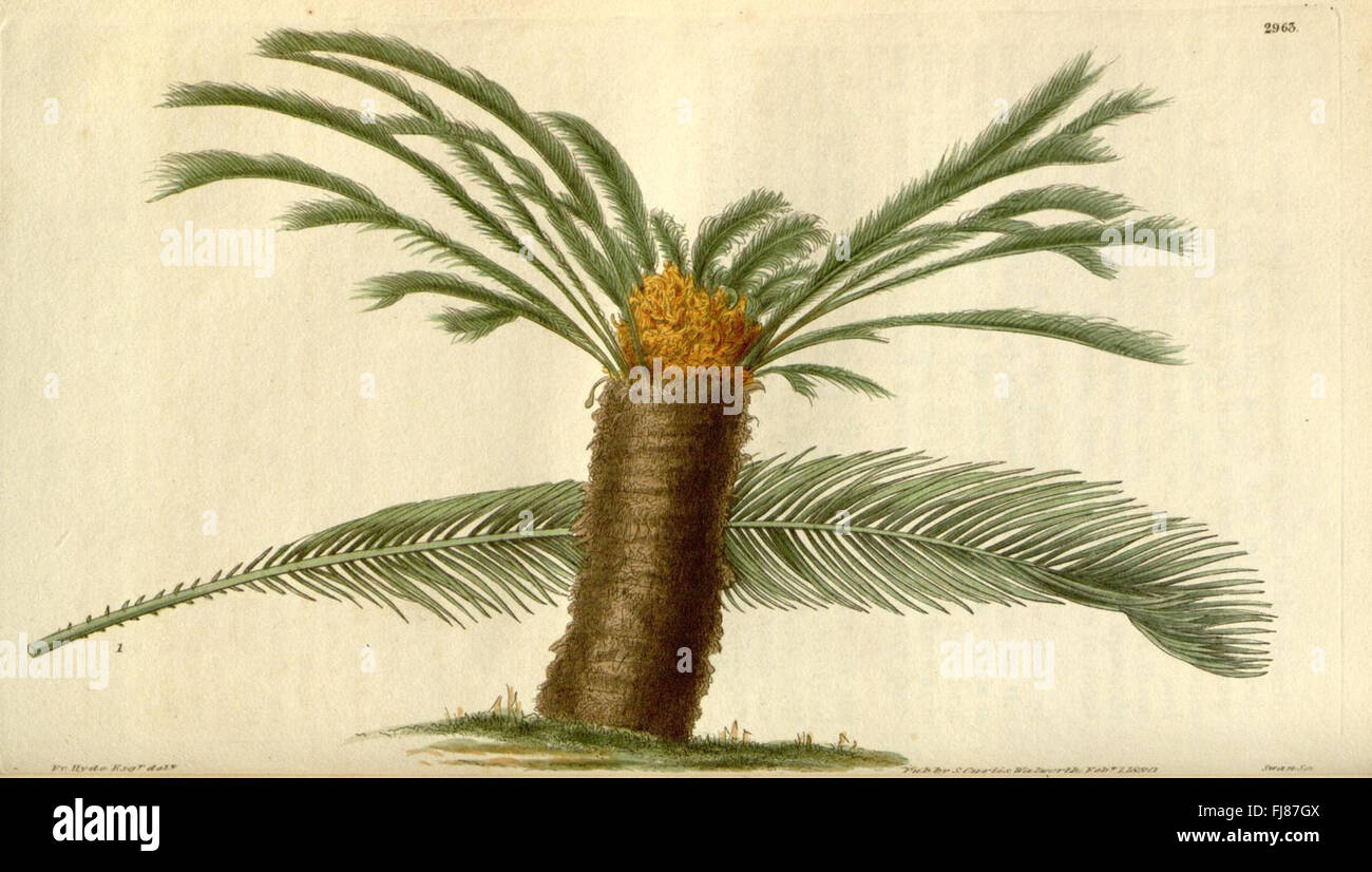 Curtis's Botanical Magazine – A Pictorial Journal of Botany and Plant ...