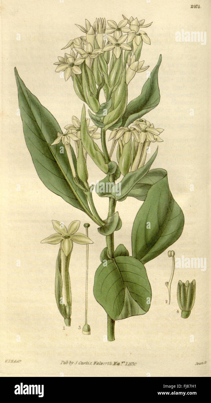 A renowned botanical magazine, featuring illustrations of various plant ...