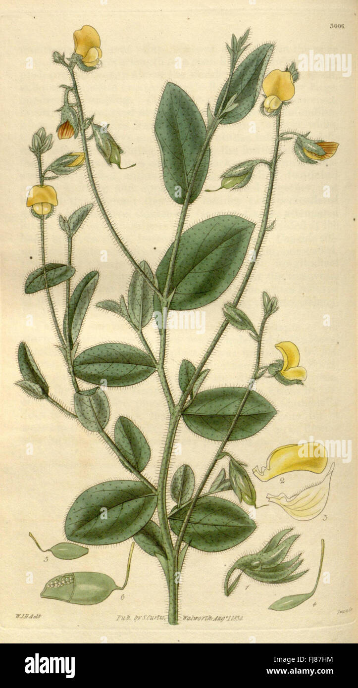 Curtis's botanical magazine Stock Photo