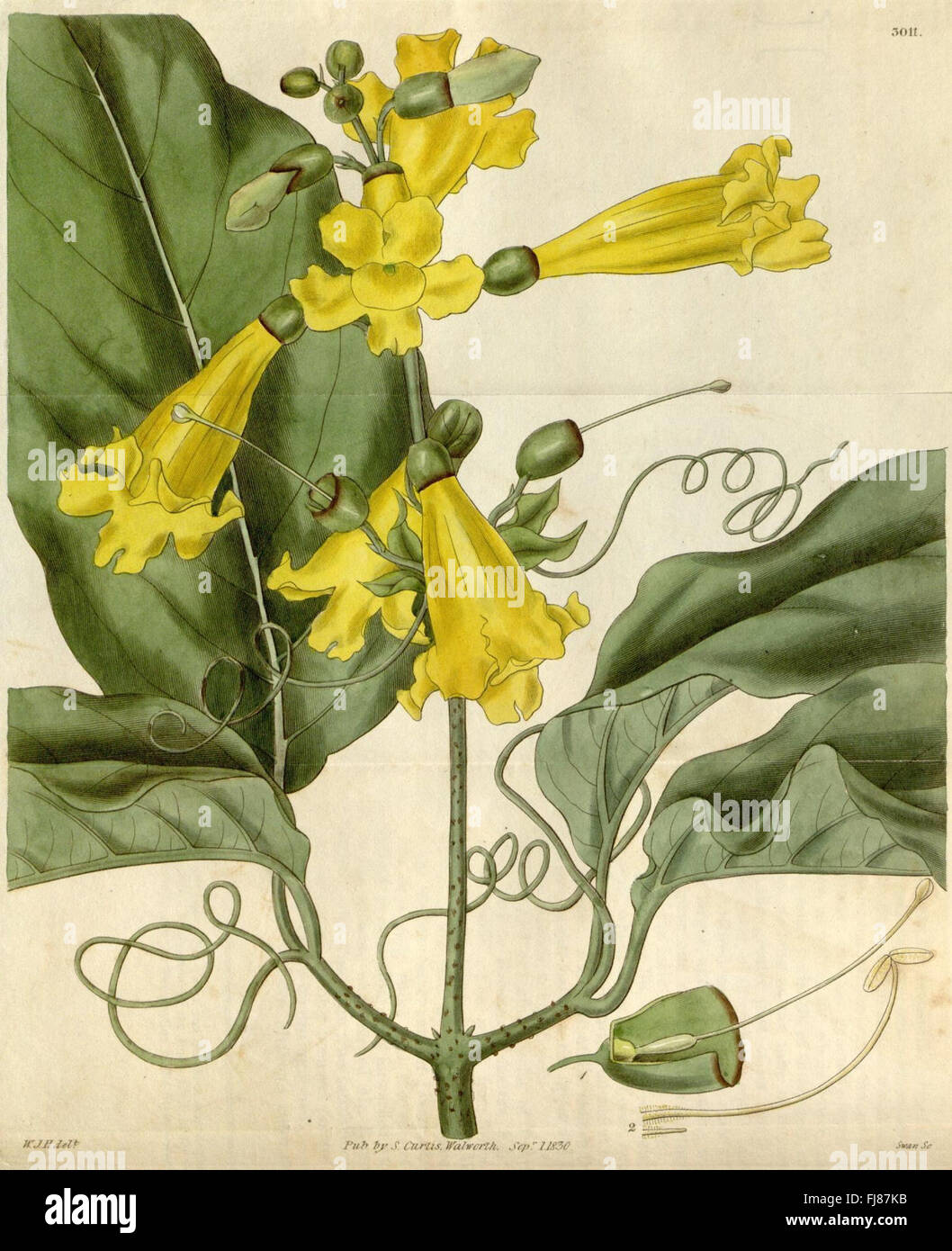 Curtis's botanical magazine Stock Photo