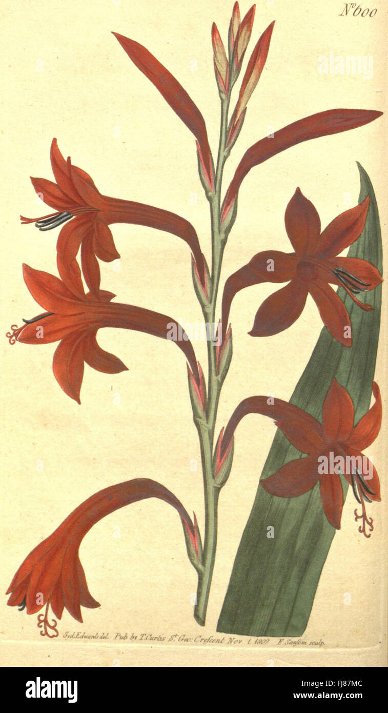 An edition of Curtis's Botanical Magazine, showcasing botanical ...