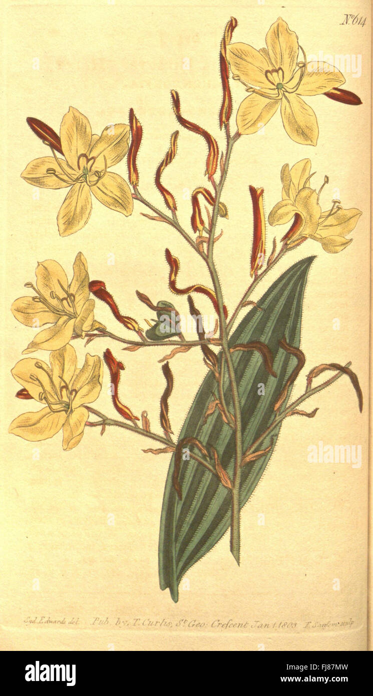 Curtis's botanical magazine (No. 614 Stock Photo - Alamy