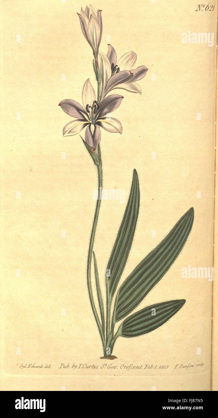 Curtis's botanical magazine (No. 621 Stock Photo - Alamy