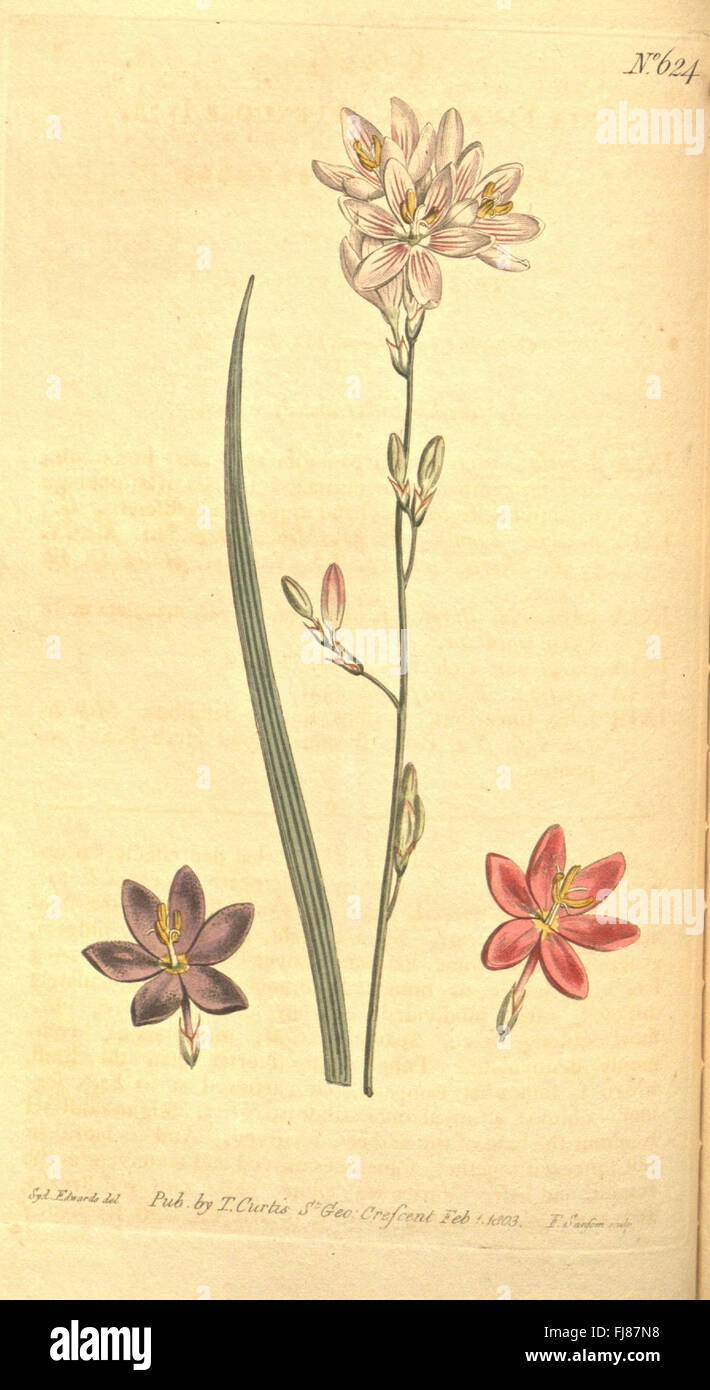 An issue of Curtis's Botanical Magazine, featuring botanical ...
