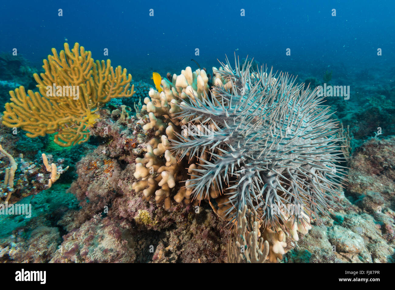 Multiple armed starfish starfish hi-res stock photography and images ...
