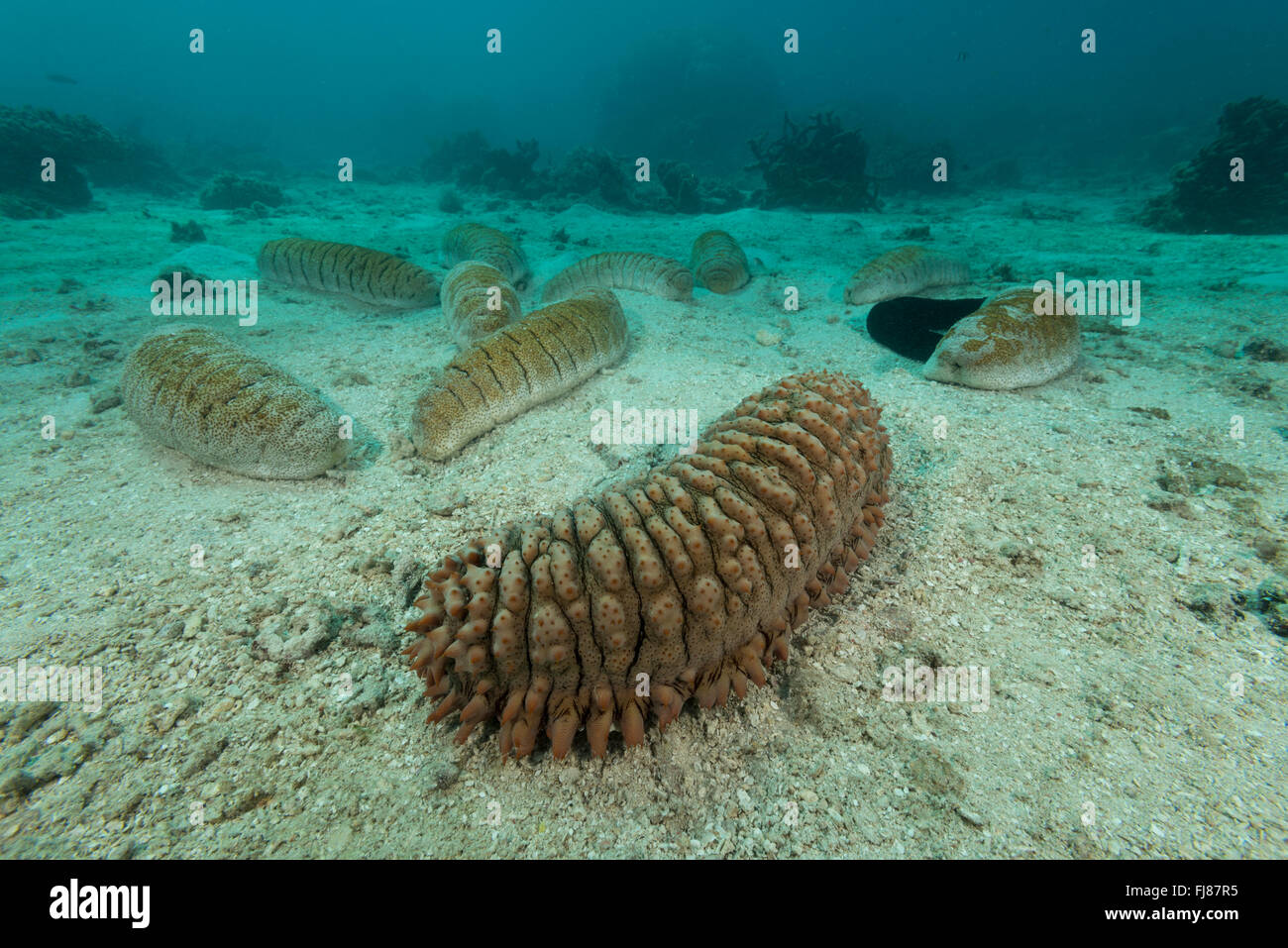 Collections of various sea cucumbers litter the sand eating the sand and digesting the nutrients. Stock Photo
