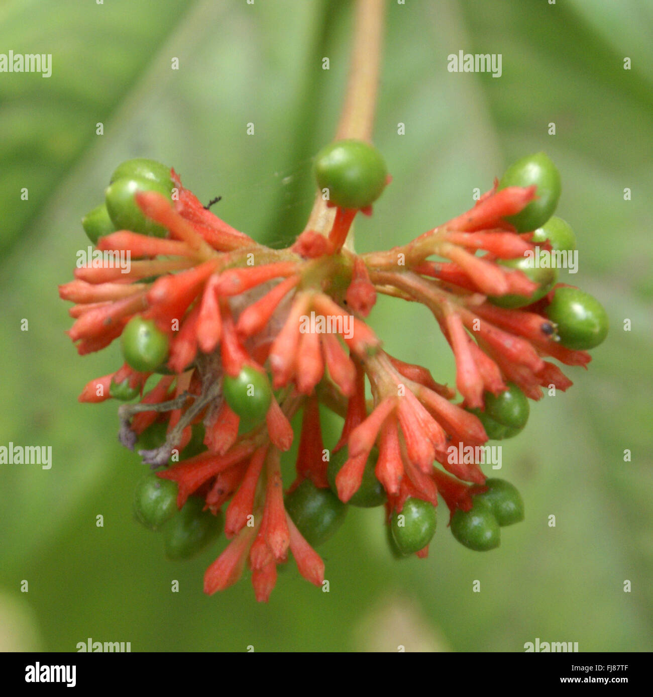 Rauvolfia serpentina,  Indian snakeroot, Sarpagandha, small shrub with elliptic leaves in whorls of 3-6, important in medicine Stock Photo