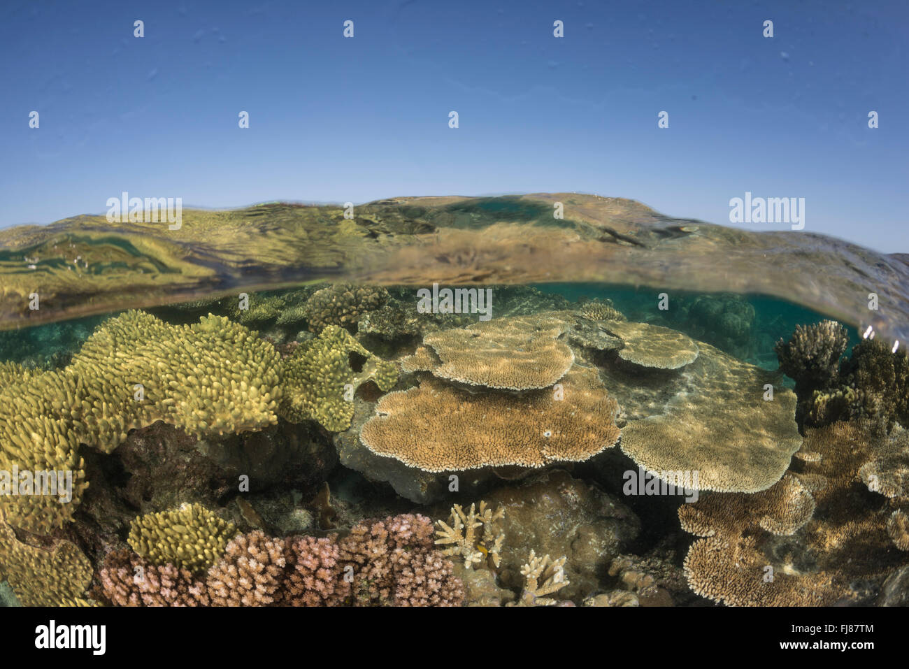 Acropora table corals at low tide in shallow water, split level Stock Photo