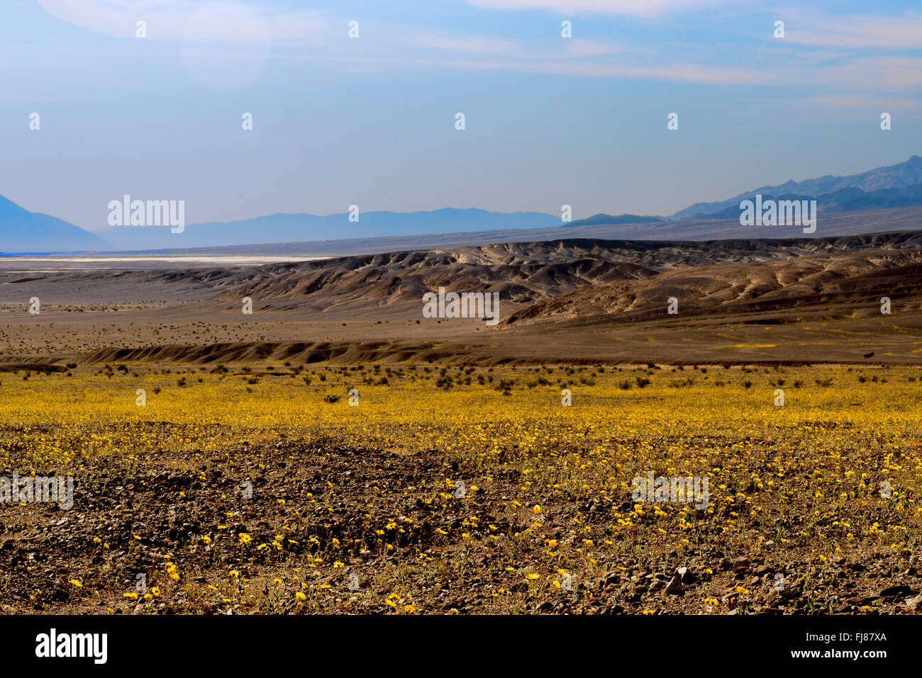 Yellow wildflower fields during super bloom season in Death valley