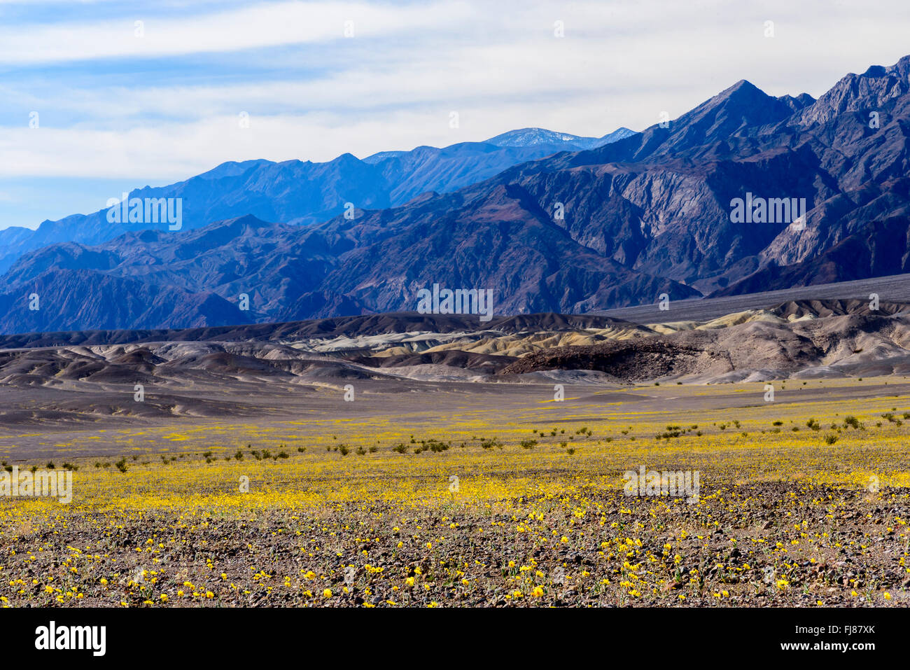 Super bloom of wildflowers in Death Valley National Park with purple