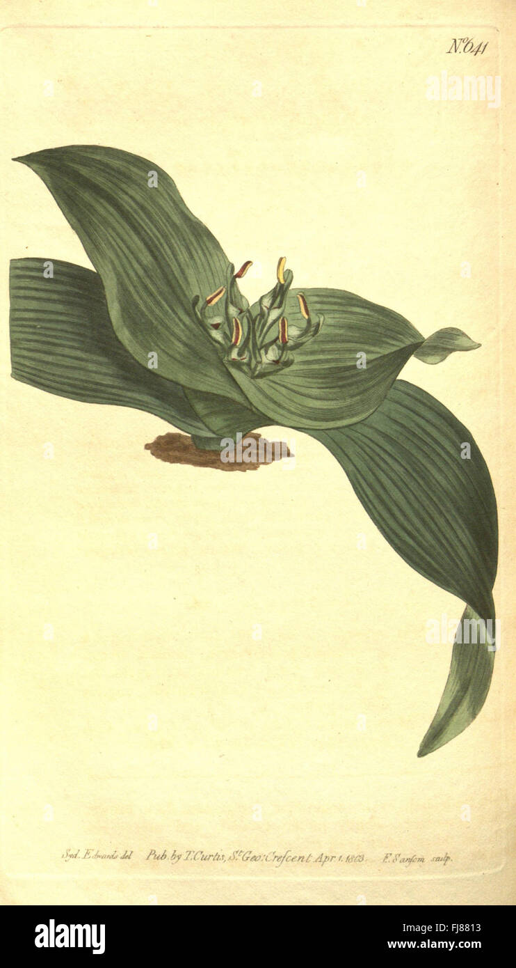 Curtis's Botanical Magazine (No. 641), a botanical periodical featuring ...