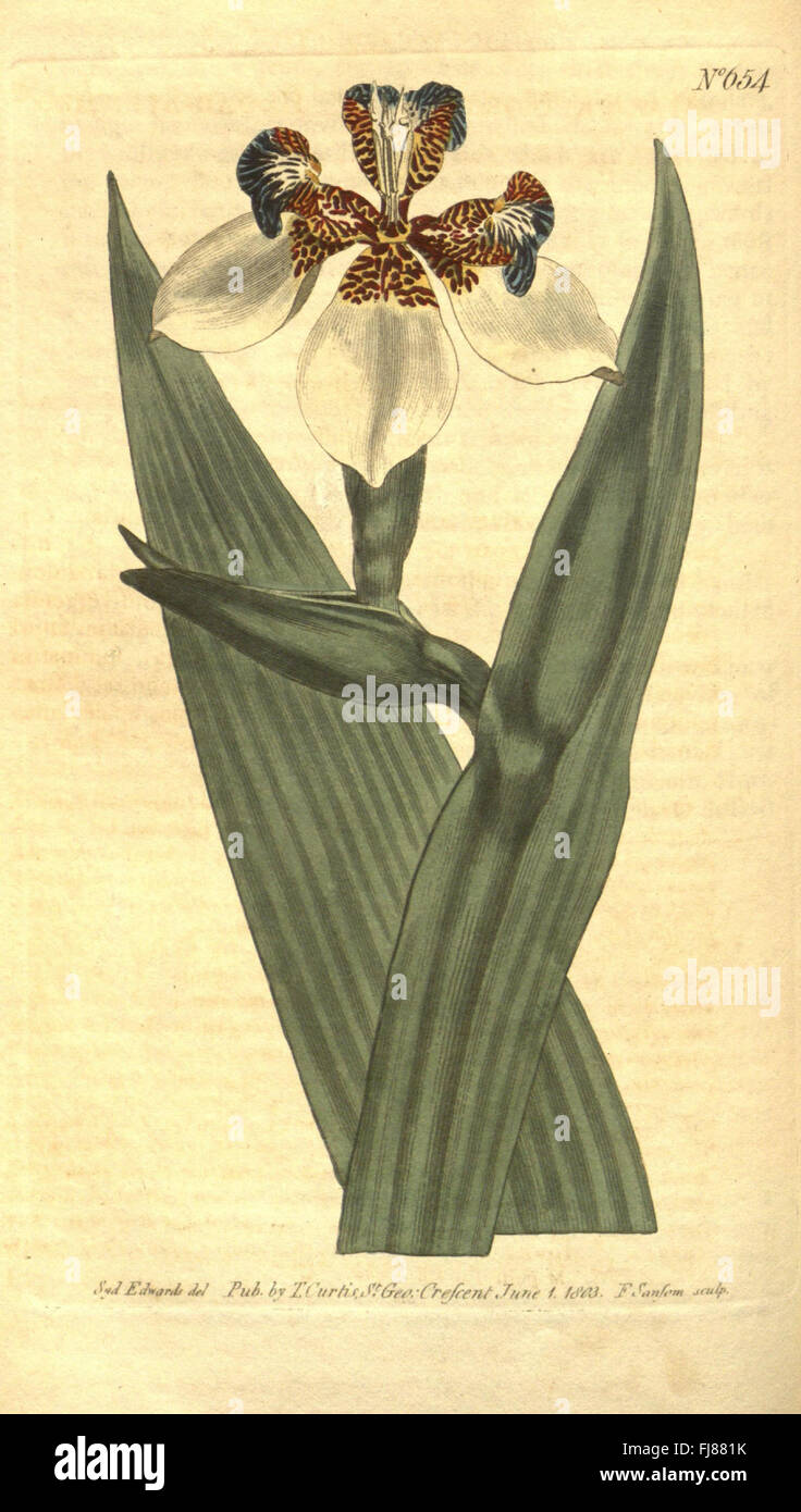 An issue from Curtis's Botanical Magazine, featuring detailed botanical ...