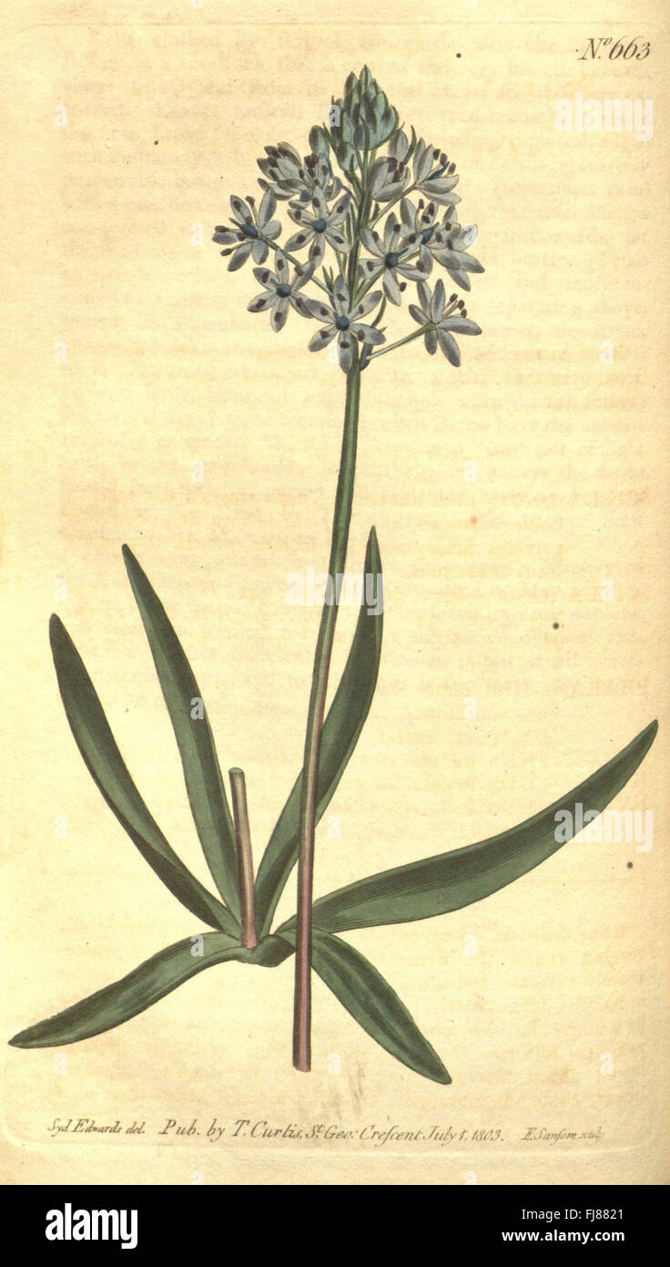 An edition of Curtis's Botanical Magazine featuring detailed botanical ...