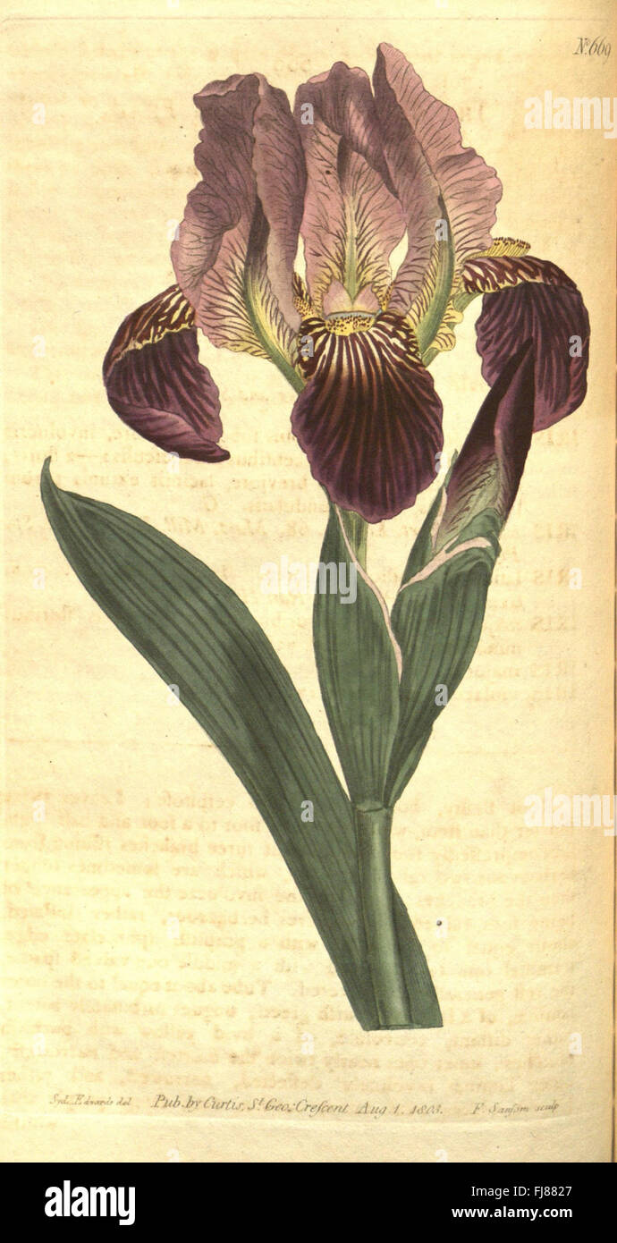 An issue of Curtis's Botanical Magazine, showcasing detailed botanical ...