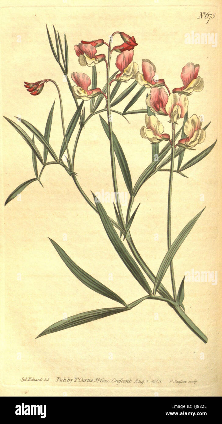An issue of Curtis's Botanical Magazine featuring detailed ...