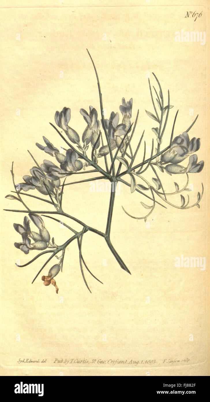 A volume of Curtis's Botanical Magazine, featuring detailed ...