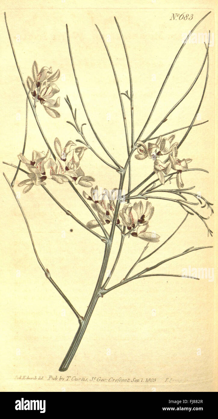 An issue of Curtis's Botanical Magazine featuring a variety of ...