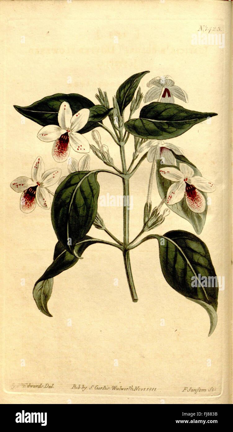 An issue of Curtis's Botanical Magazine featuring botanical ...