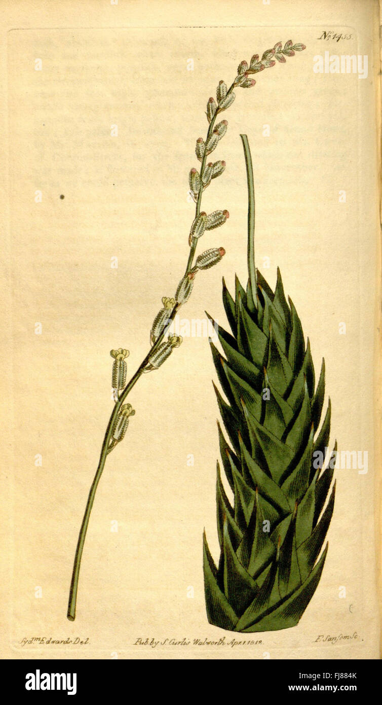 An illustrated botanical magazine focusing on plant species, published ...