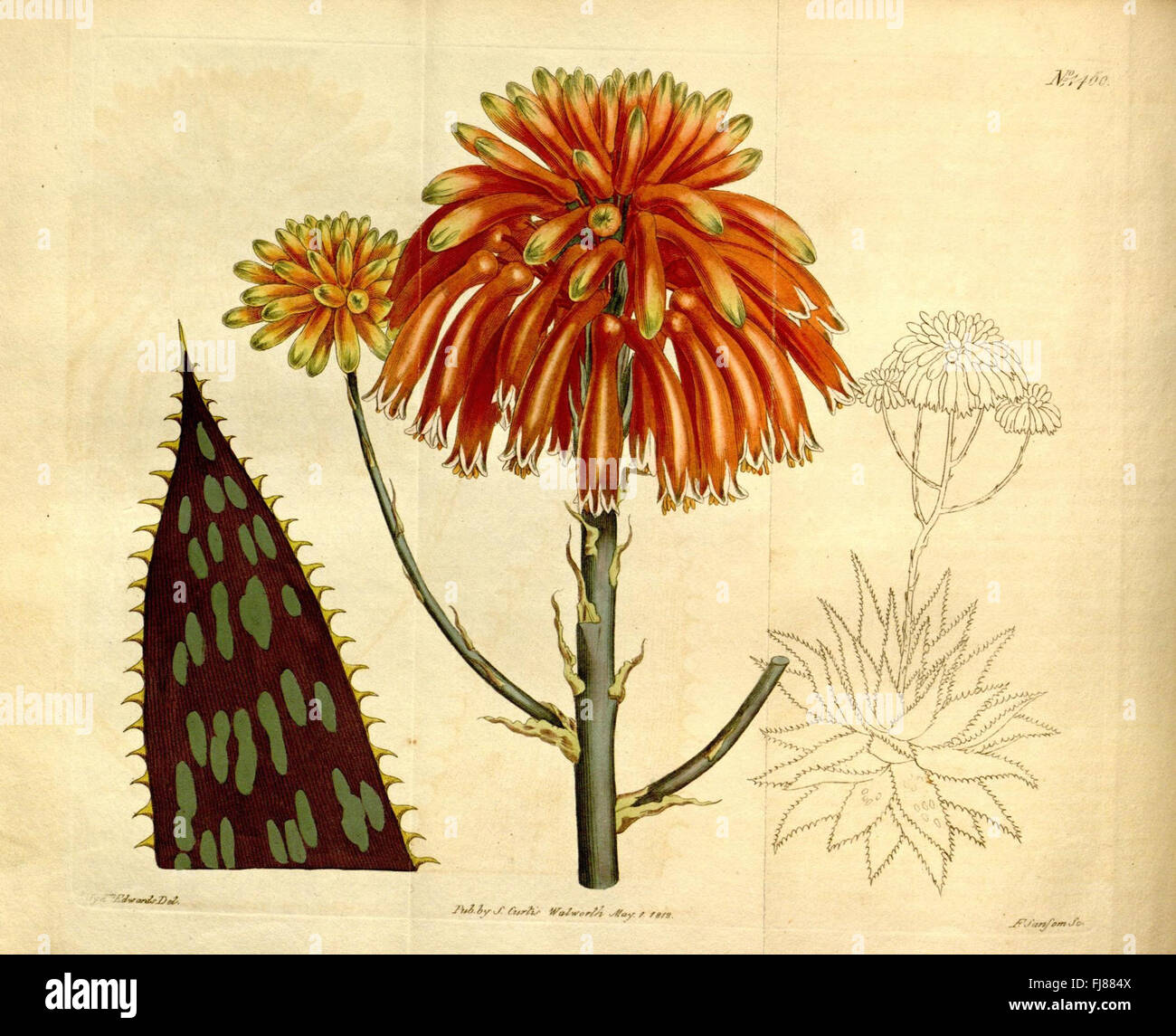 An illustration from Curtis's Botanical Magazine, featuring detailed ...