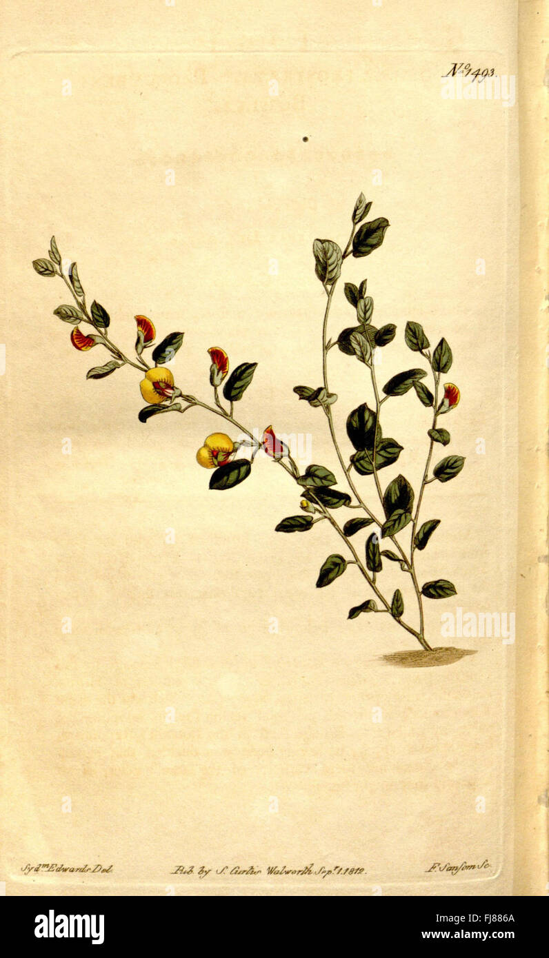 A botanical magazine featuring detailed illustrations and descriptions ...