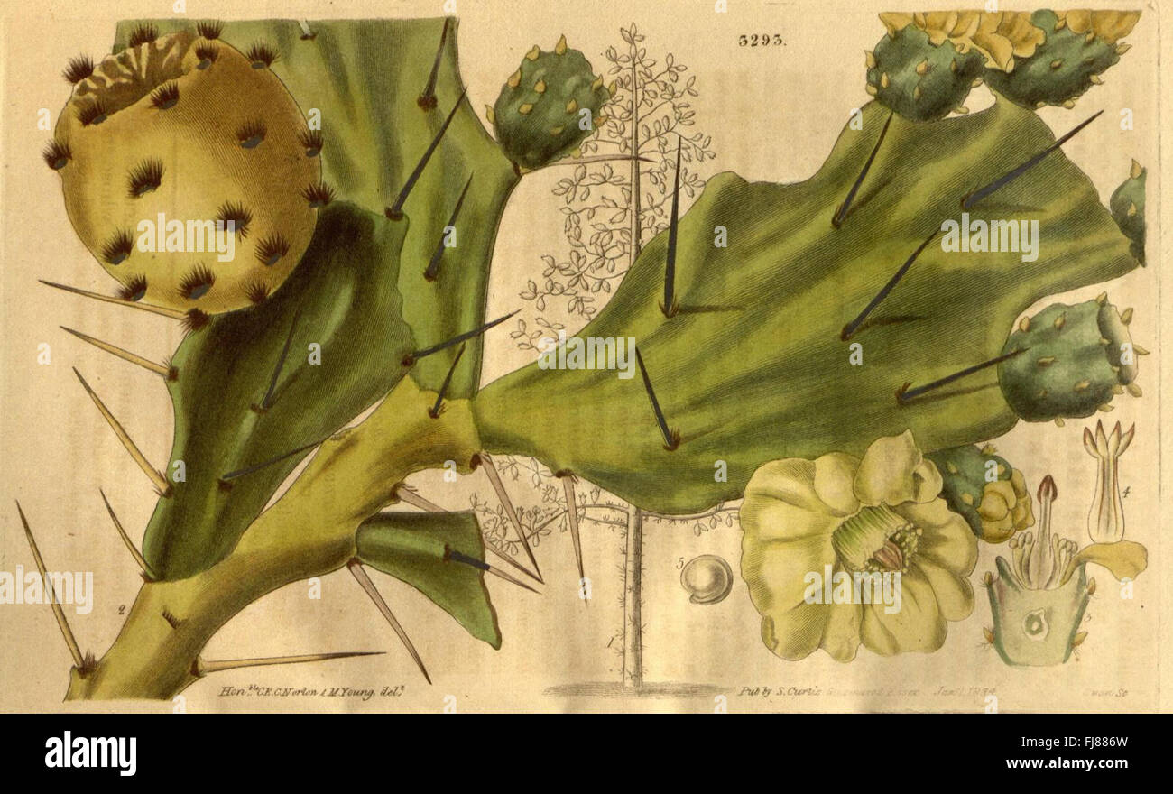 An illustration from *Curtis's Botanical Magazine*, a periodical ...