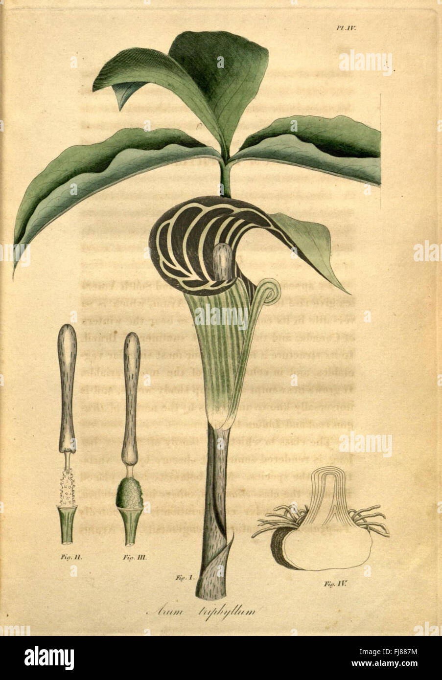 American medical botany (Pl. IV) Stock Photo