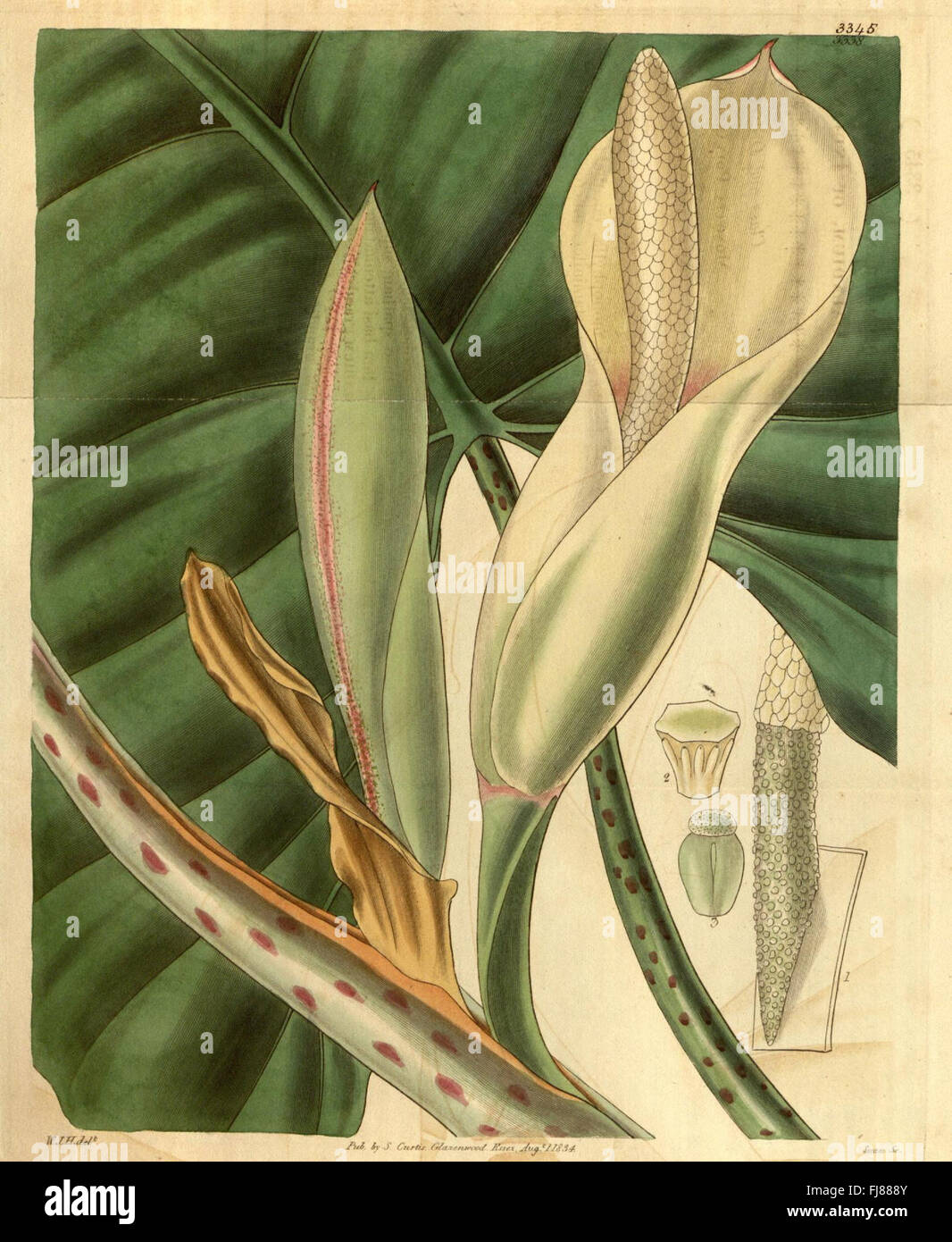 Botanical pictorial works hi-res stock photography and images - Alamy