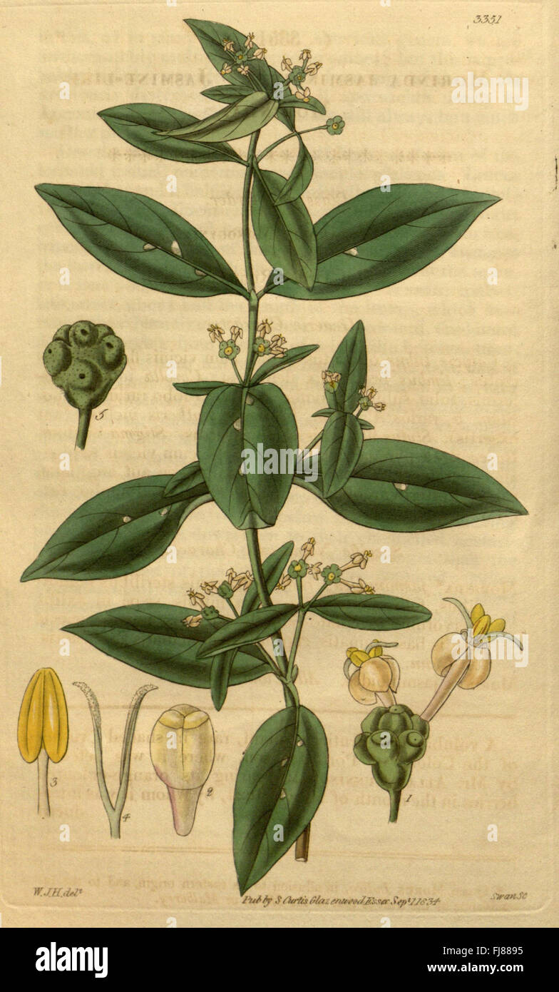 Curtis's botanical magazine (Plate 3351) Stock Photo