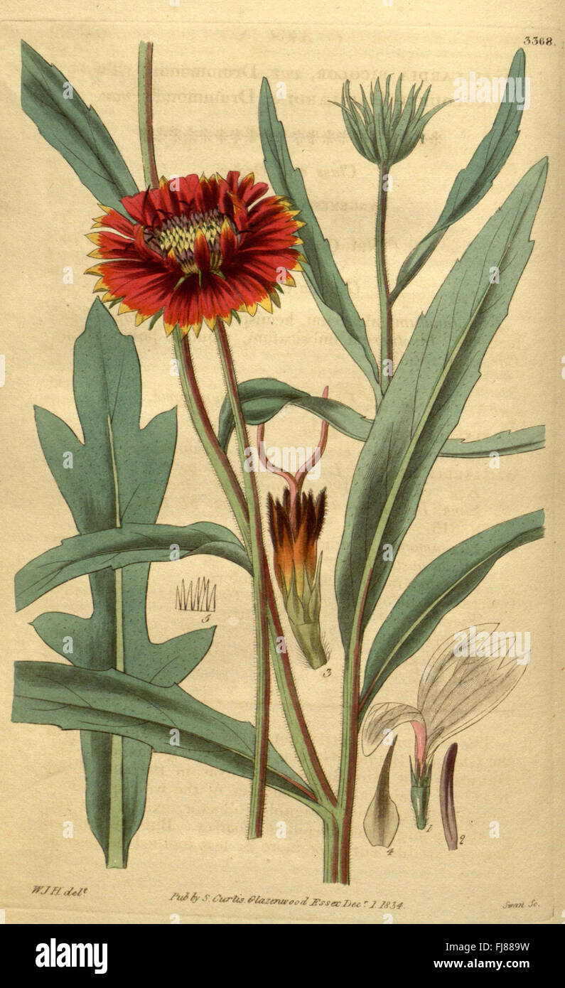 Botanical magazine featuring high-quality illustrations of plant ...