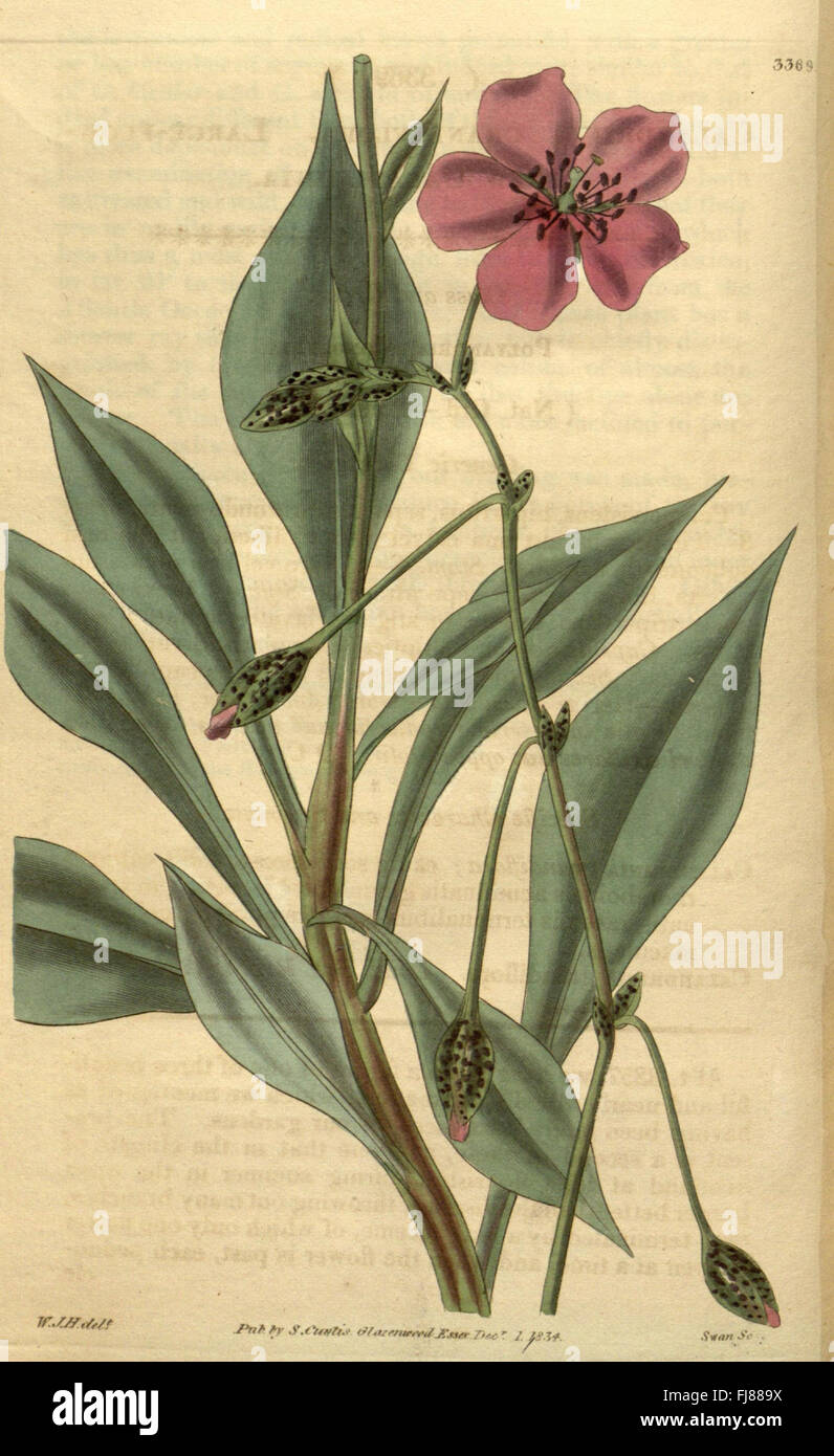 An edition of Curtis's Botanical Magazine, presenting detailed ...