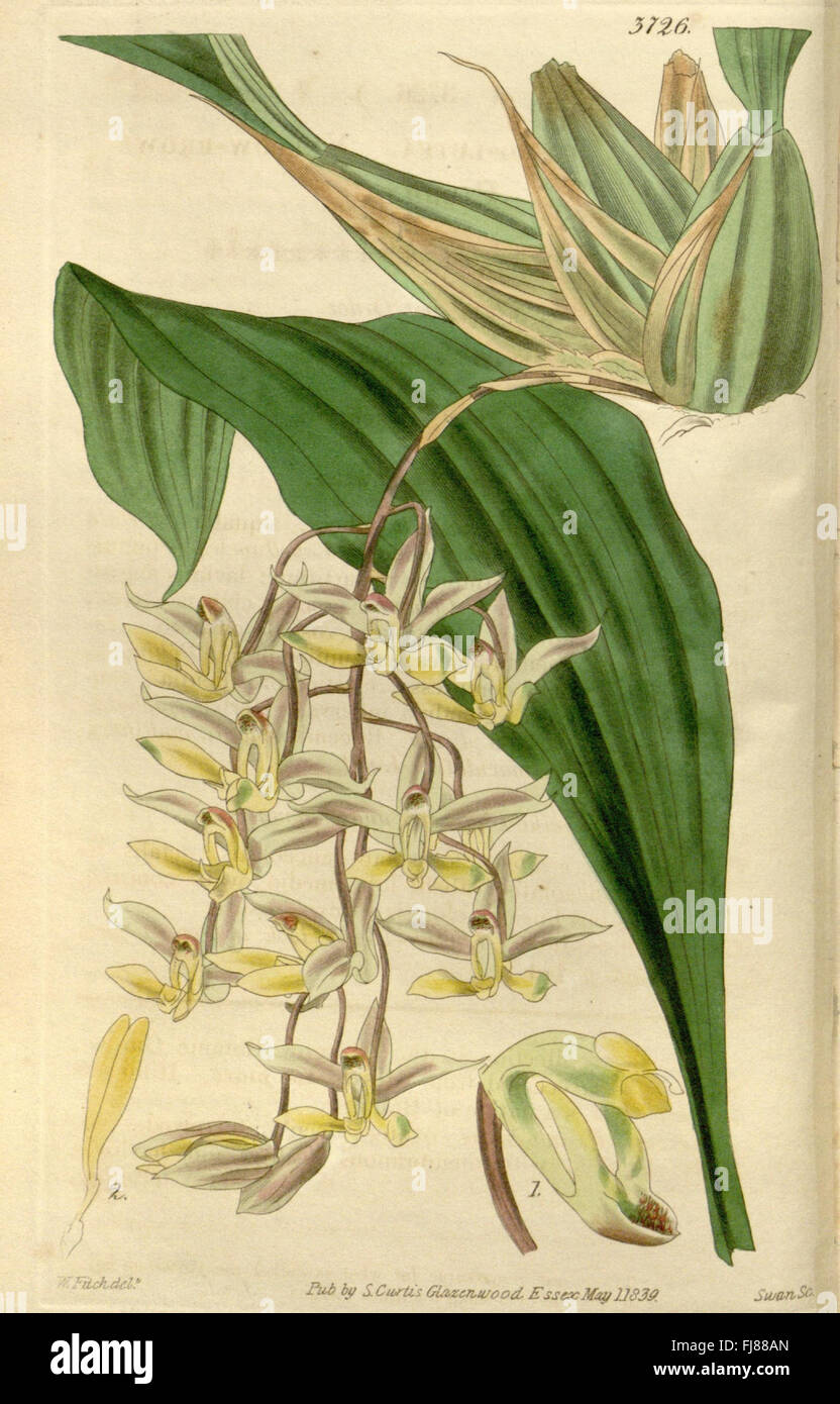 An issue of Curtis's Botanical Magazine featuring botanical ...