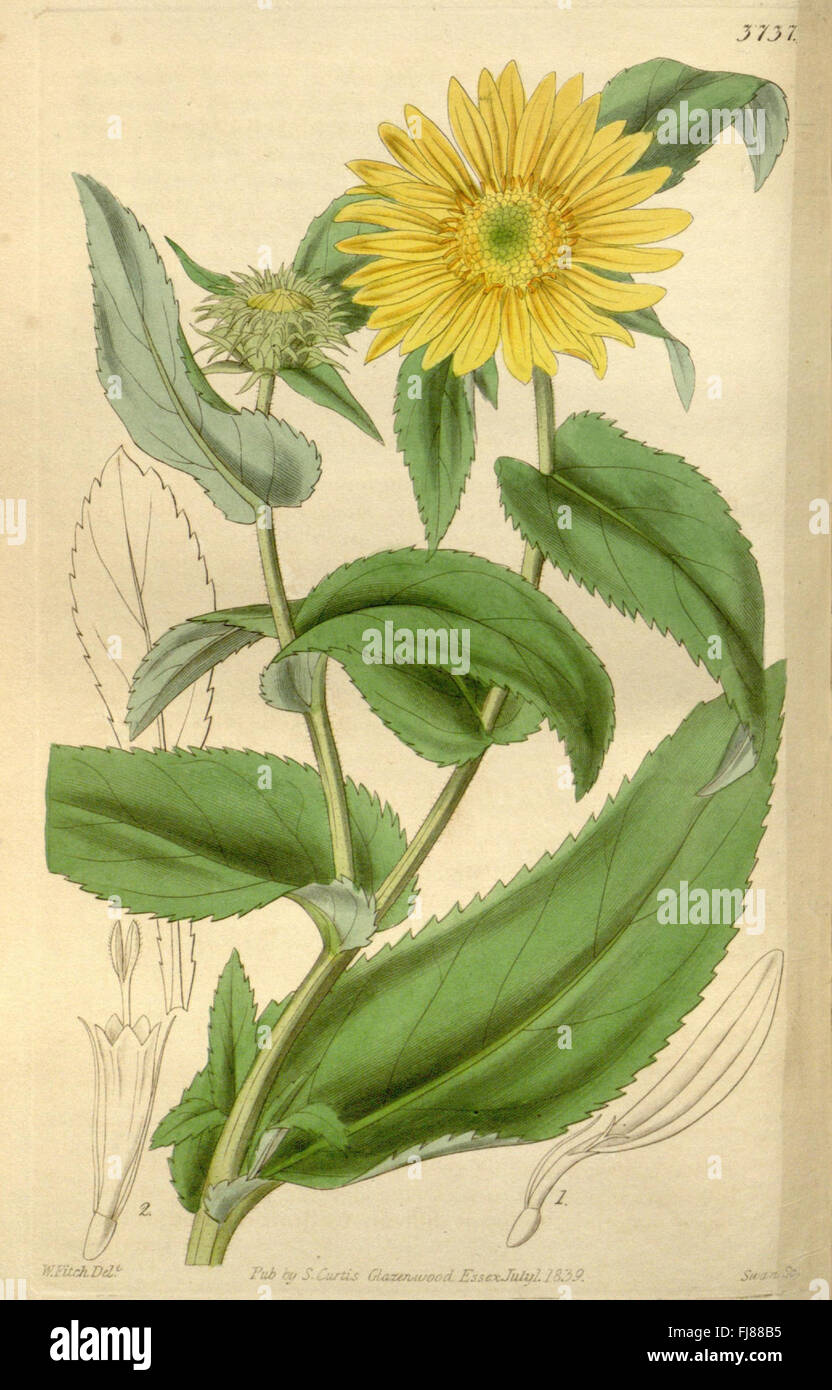 An edition of 'Curtis's Botanical Magazine' featuring intricate ...