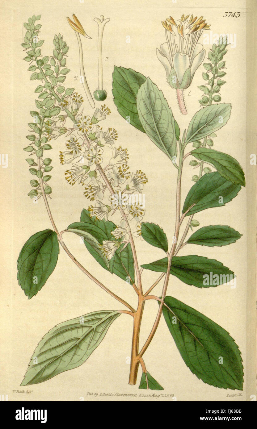 Curtis's botanical magazine (Plate 3743) Stock Photo