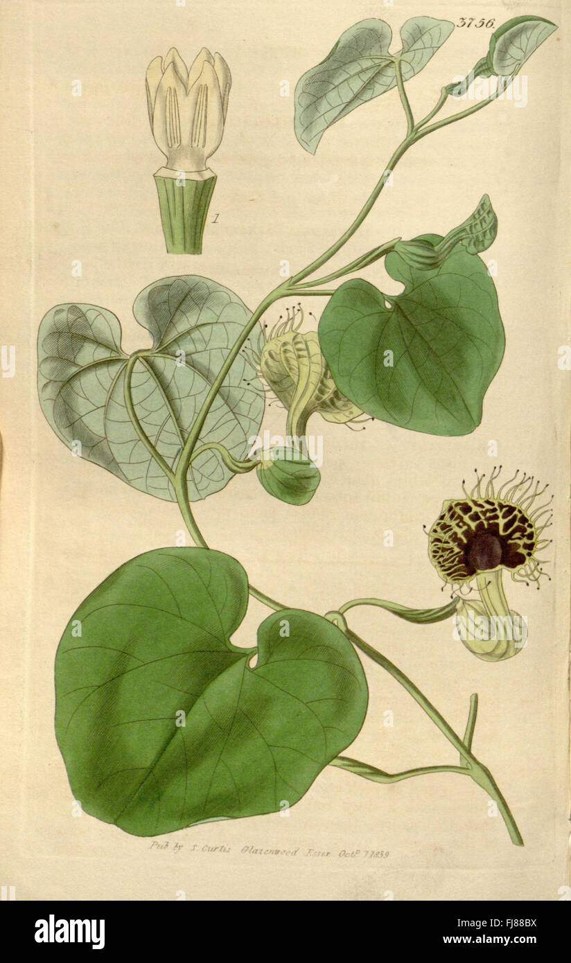 Another illustrated issue from Curtis's Botanical Magazine Stock Photo ...