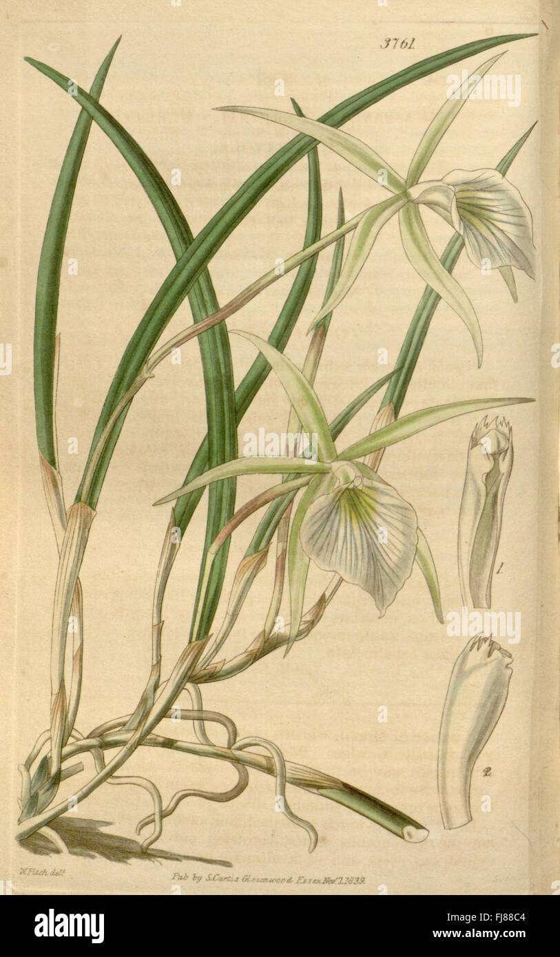 An issue of *Curtis's Botanical Magazine*, featuring detailed botanical ...