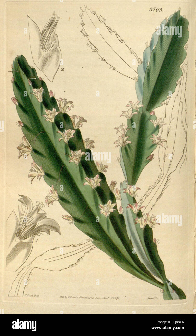 An issue of Curtis's Botanical Magazine, featuring detailed botanical ...