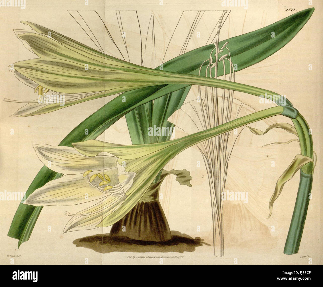 An edition of Curtis's Botanical Magazine, featuring botanical ...